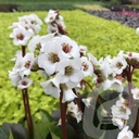 Bergenia 'Jelle'®