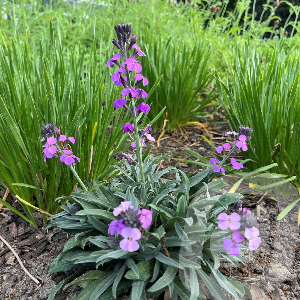 Erysimum 'Bowles Mauve'