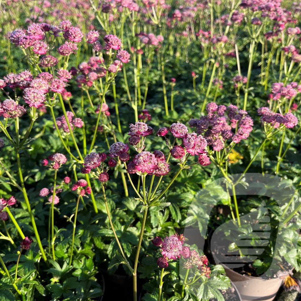 Astrantia 'Rubra'