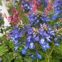 Corydalis calycosa