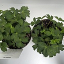 Weekaanbod foto 2