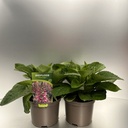 Weekaanbod foto 1