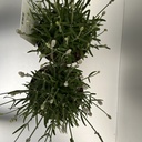 Weekaanbod foto 2