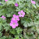 Geranium 'Mavis Simpson'