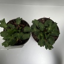 Weekaanbod foto 2