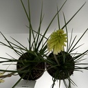 Weekaanbod foto 2
