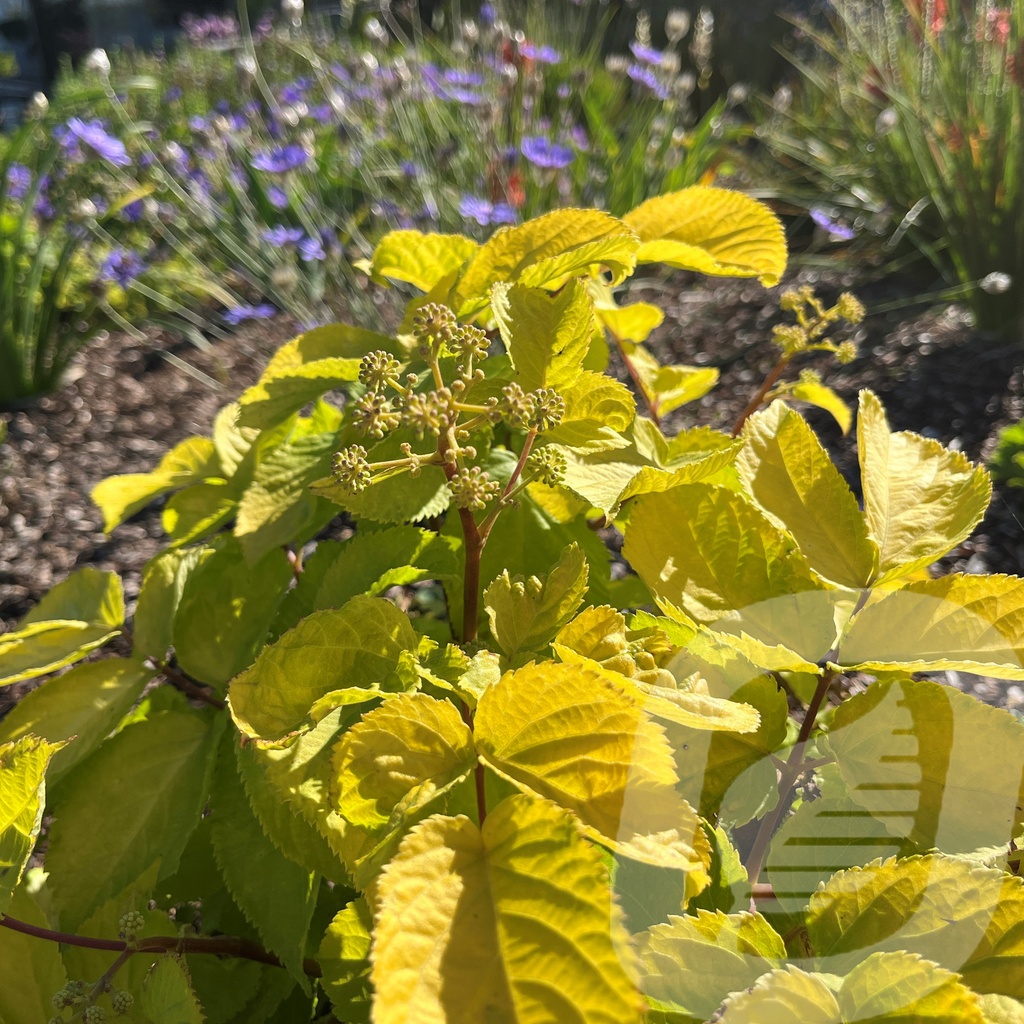 Aralia 'Sun King'®