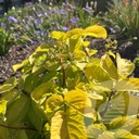 Aralia 'Sun King'®