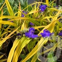 Tradescantia 'Sweet Kate'