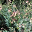 Linaria 'Peachy'