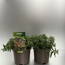 Weekaanbod foto 1