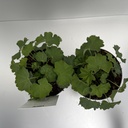Weekaanbod foto 2