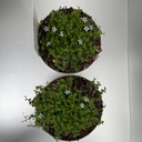 Weekaanbod foto 2