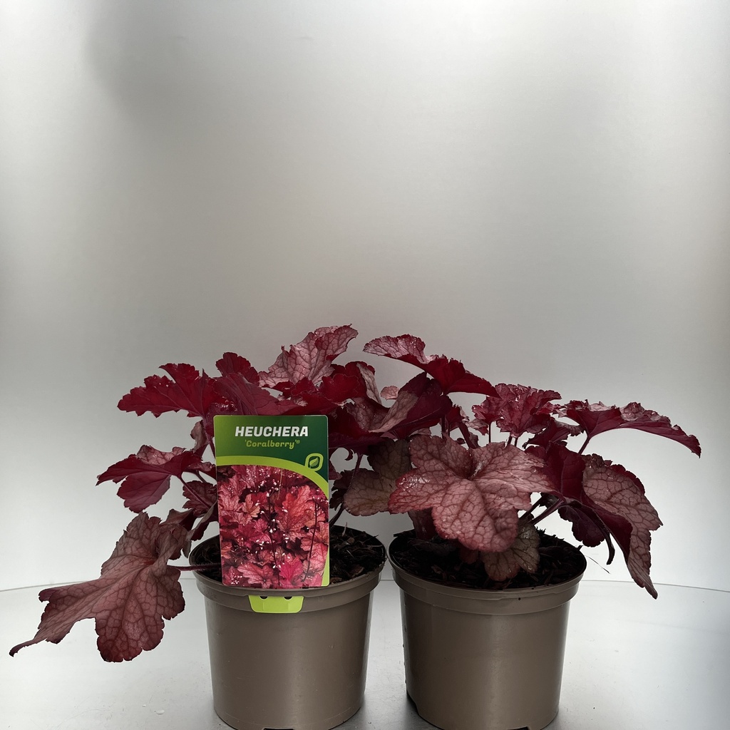 Weekaanbod foto 1
