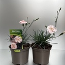 Weekaanbod foto 1