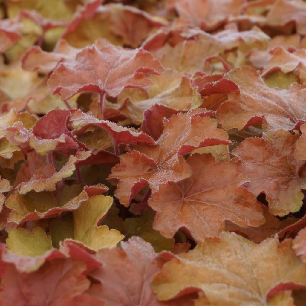 Heuchera 'Caramel' ®