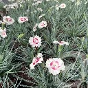 20260506_092713_01590.webp