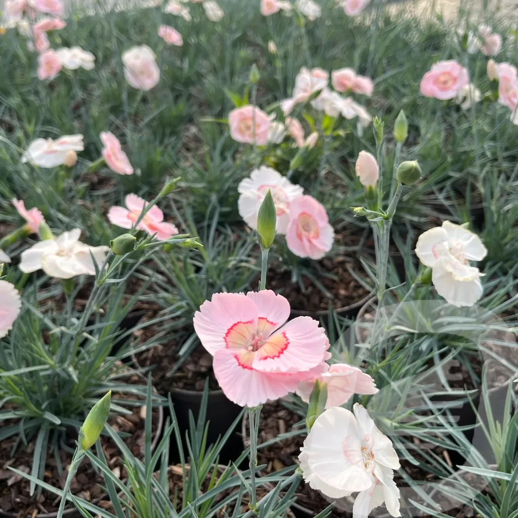 Dianthus 'Coctail Tequila Sunrise'.webp