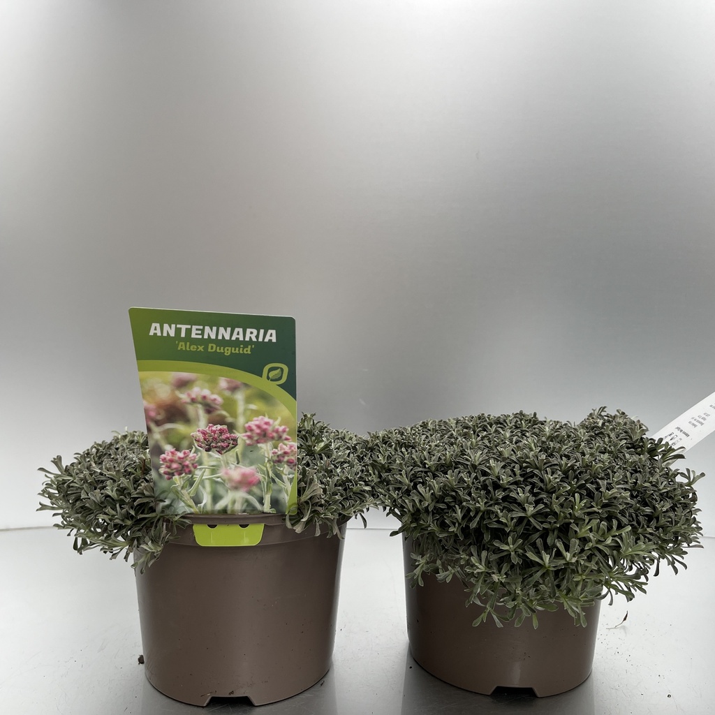 Weekaanbod foto 1