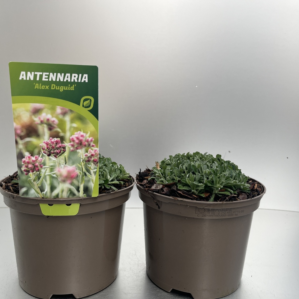 Weekaanbod foto 1