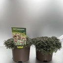 Weekaanbod foto 1