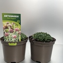Weekaanbod foto 1