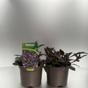 Weekaanbod foto 1