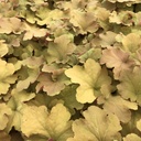 Heuchera 'Caramel' ®