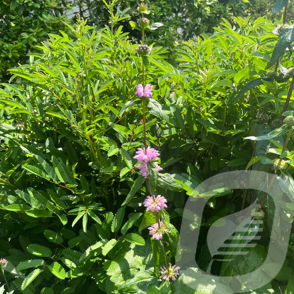 Phlomis tub. 'Amazone' (6).webp