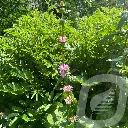 Phlomis tub. 'Amazone' (6).webp