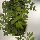 Weekaanbod foto 2
