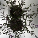 Weekaanbod foto 2