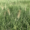 Pennisetum alopecuroides 'Hameln'