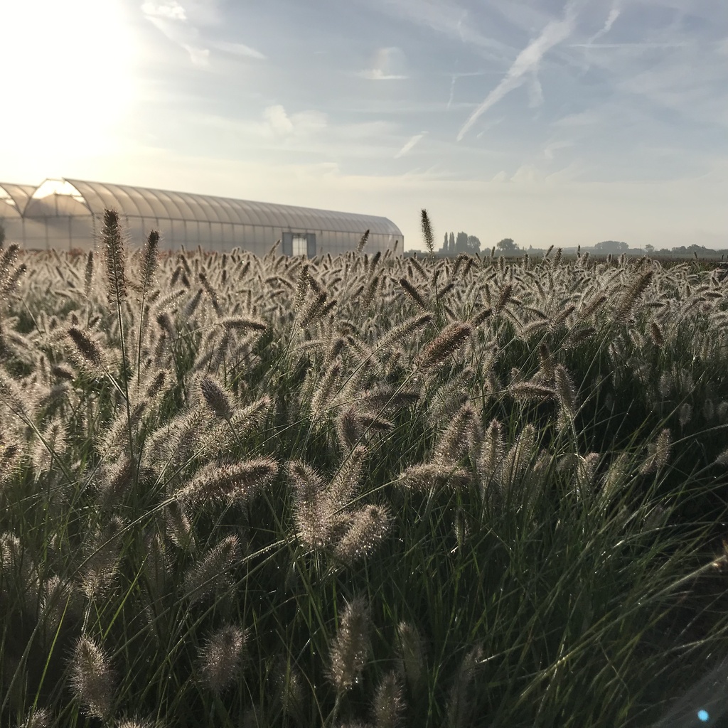 Pennisetum alopecuroides 'Hameln'