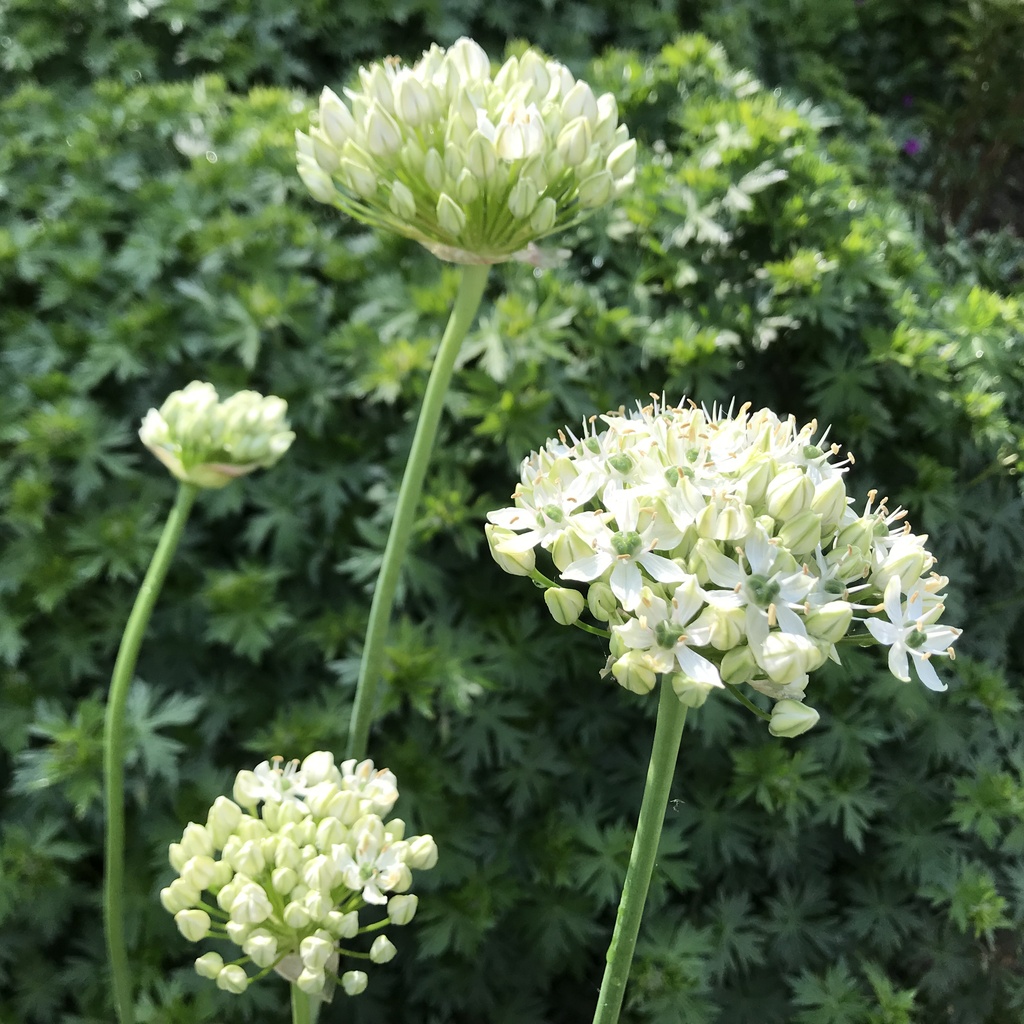 Allium 'Multibulbosum'