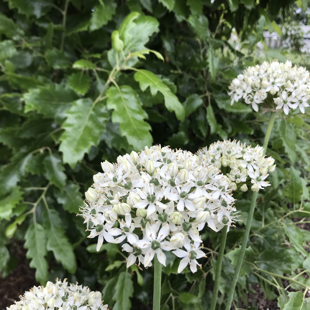 Allium 'Multibulbosum'