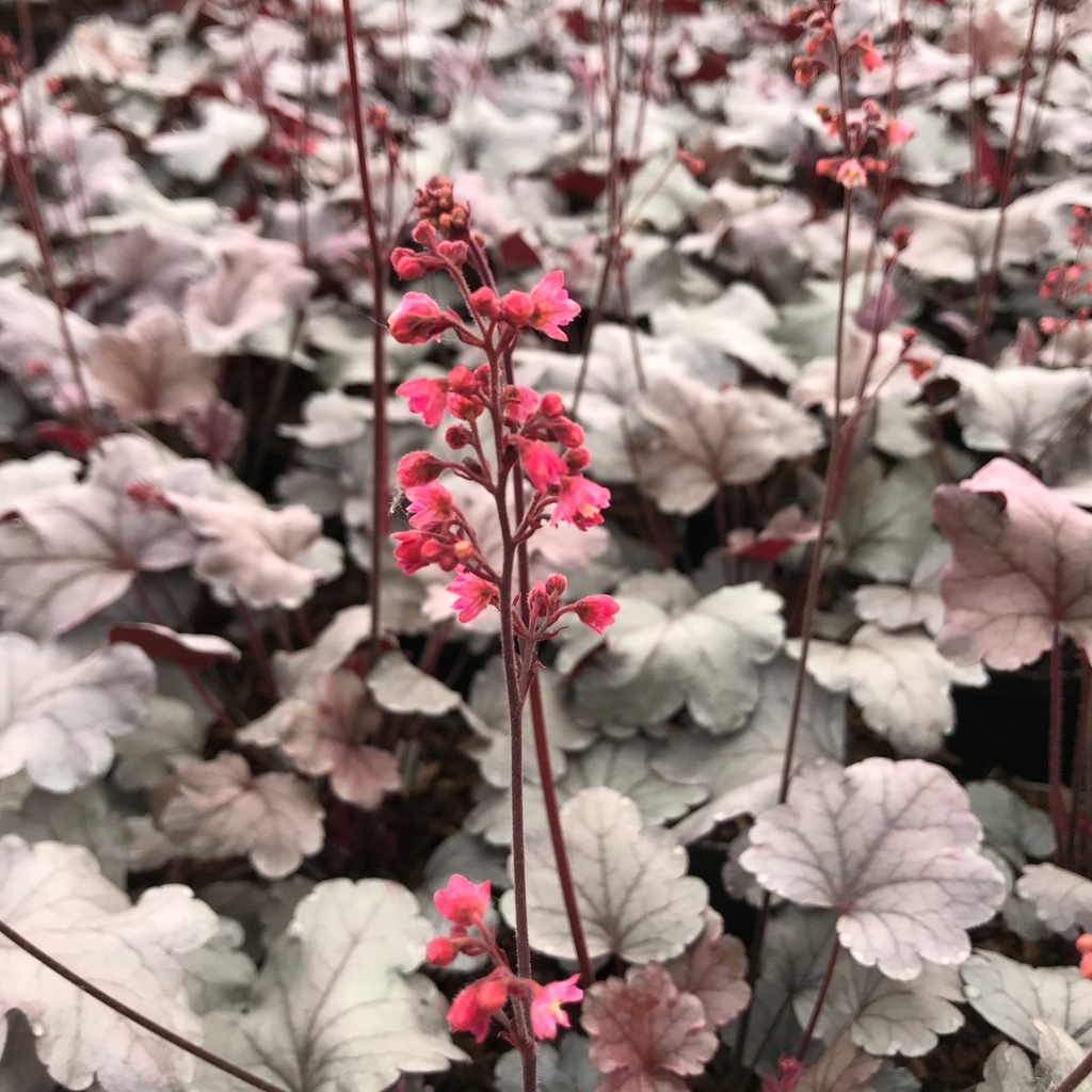 Heuchera 'Silver Gumdrop'®