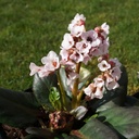 Bergenia 'Bach'