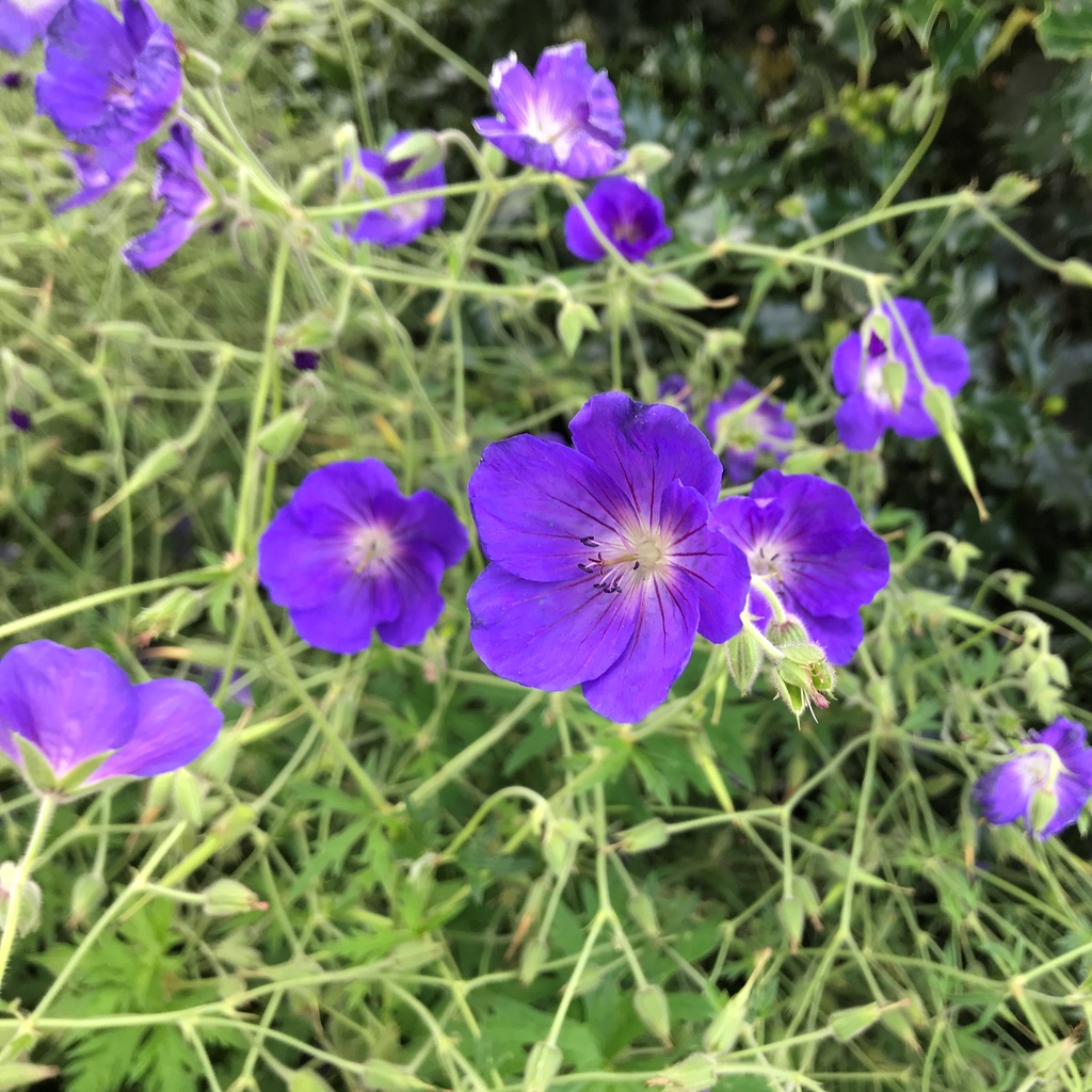 Geranium 'Orion'