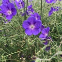 Geranium 'Orion'