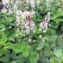 Tiarella 'Spring Symphony'®