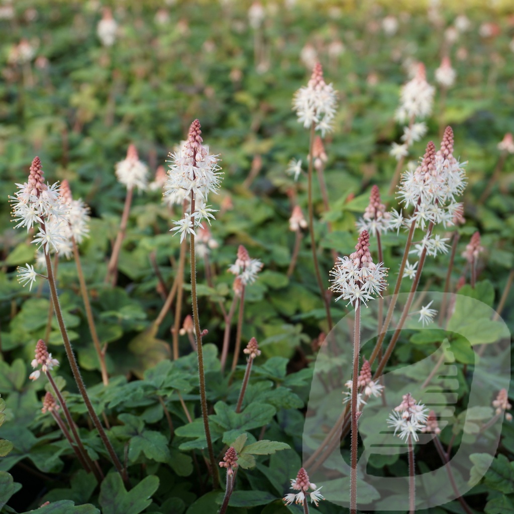 Tiarella 'Spring Symphony'®