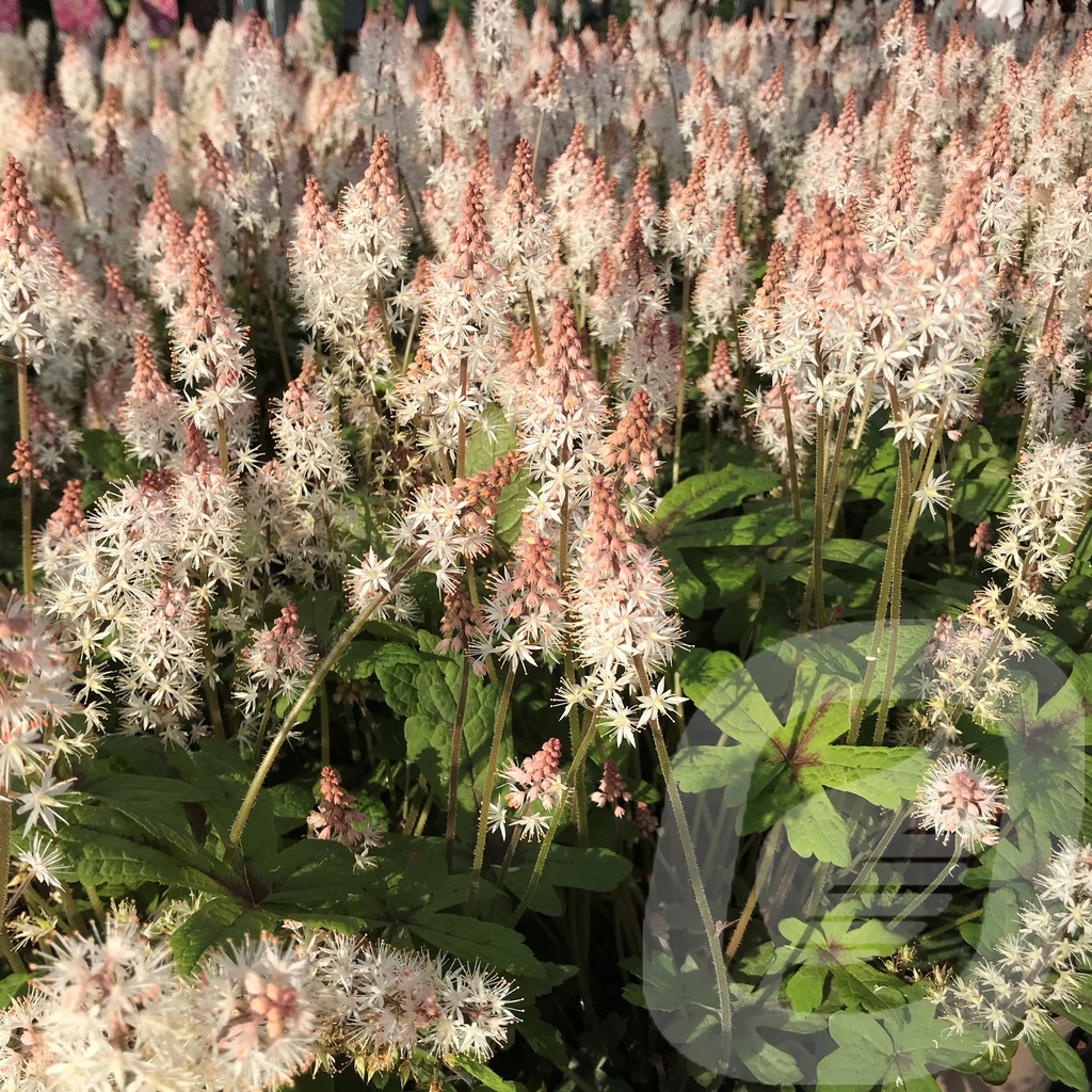 Tiarella 'Spring Symphony'®