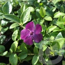 Vinca minor 'Multiplex'