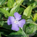 Vinca minor