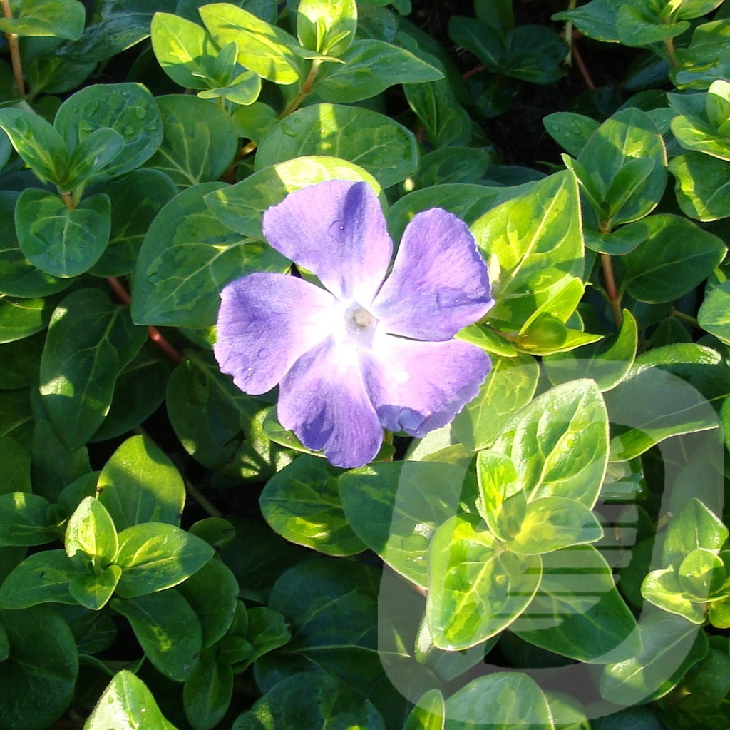 Vinca major 'Maculata'