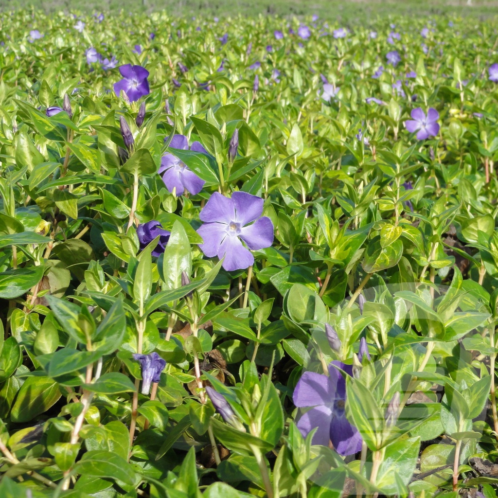 Vinca major 'Maculata'