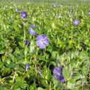 Vinca major 'Maculata'