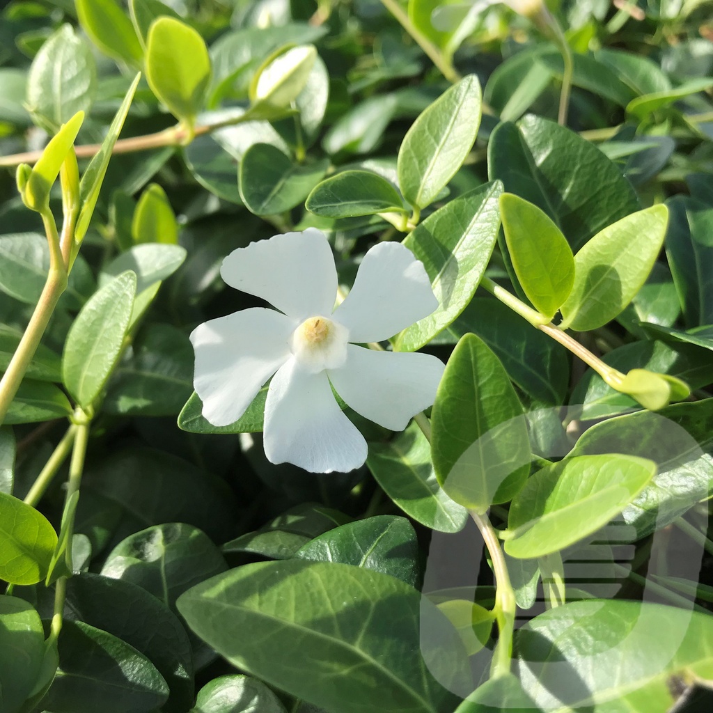 Vinca minor 'Colada'