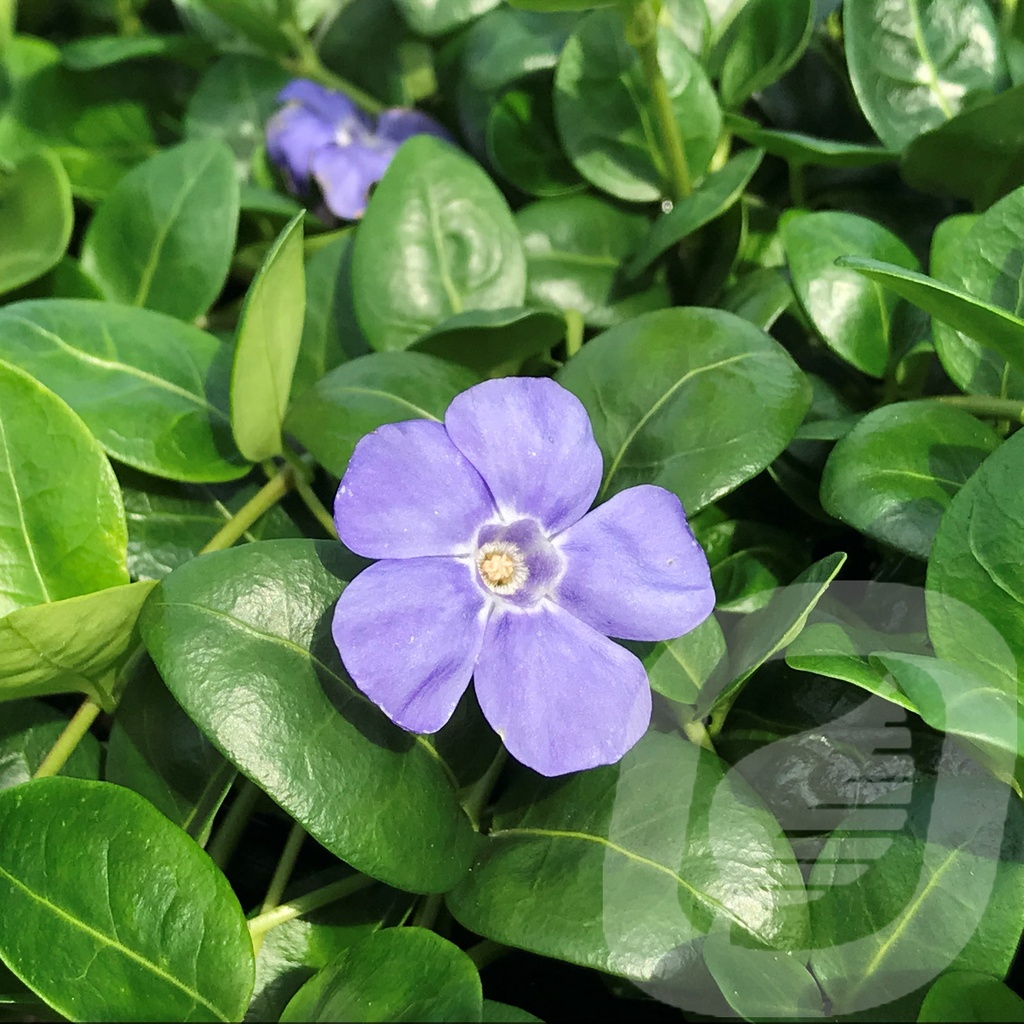 Vinca minor 'Bowles Variety'